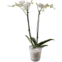 Orchidee